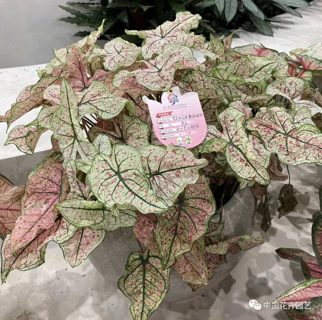 第十屆花博會 | 花開盛世 福澤華夏——盆栽花卉專題展 第十屆花博會 | 花開盛世 福澤華夏——盆栽花卉專題展