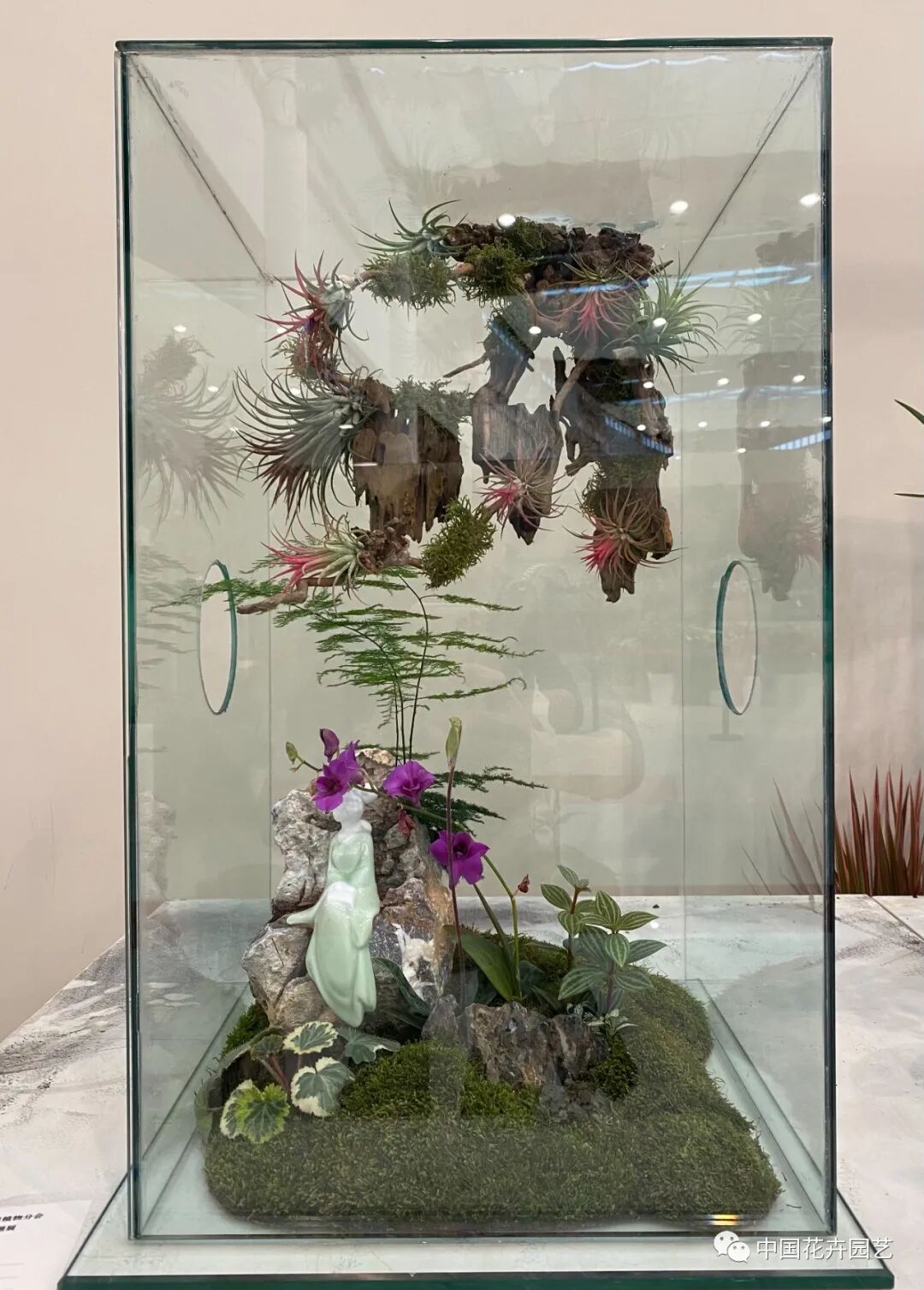 第十届花博会 | 花开盛世 福泽华夏——盆栽花卉专题展