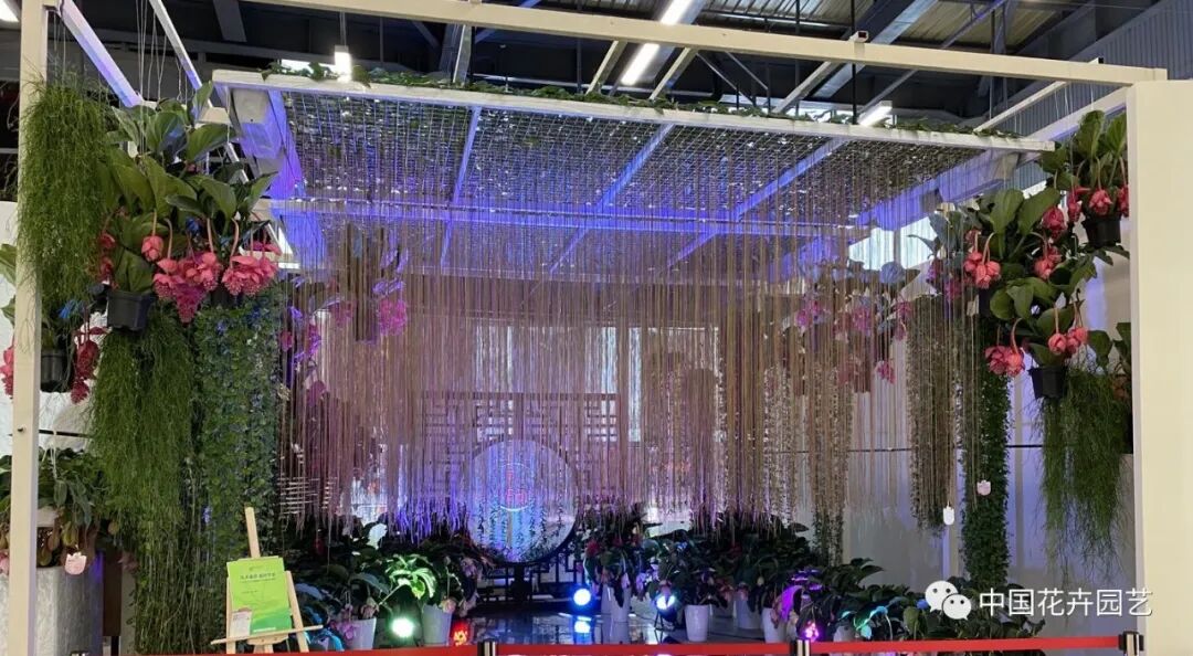 第十届花博会 | 花开盛世 福泽华夏——盆栽花卉专题展