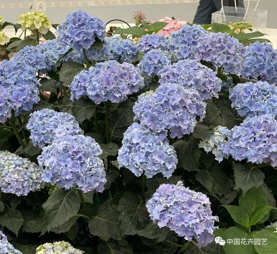 第十届花博会 | 花开盛世 福泽华夏——盆栽花卉专题展