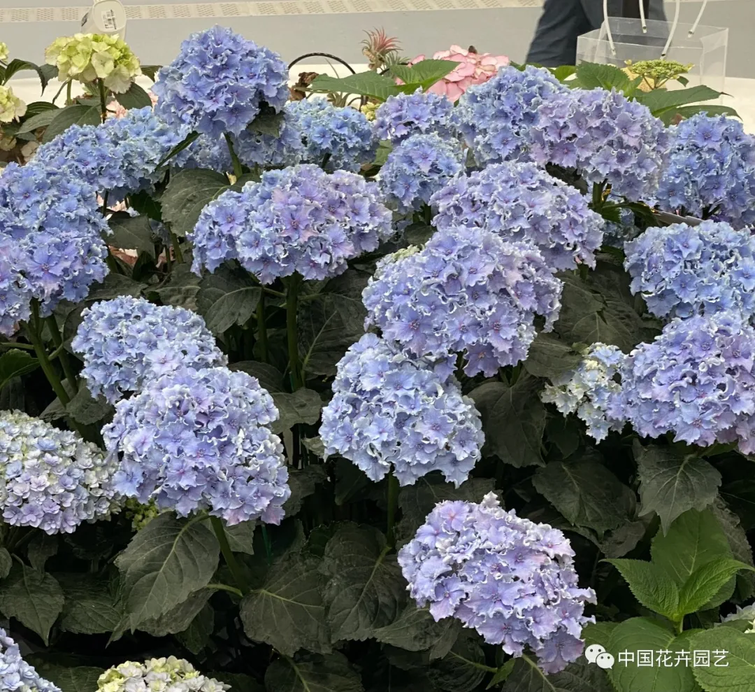 第十屆花博會 | 花開盛世 福澤華夏——盆栽花卉專題展 第十屆花博會 | 花開盛世 福澤華夏——盆栽花卉專題展