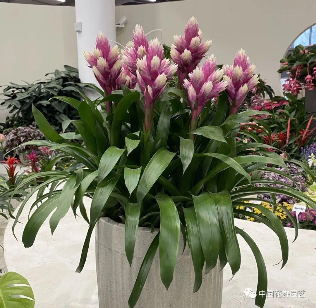 第十届花博会 | 花开盛世 福泽华夏——盆栽花卉专题展