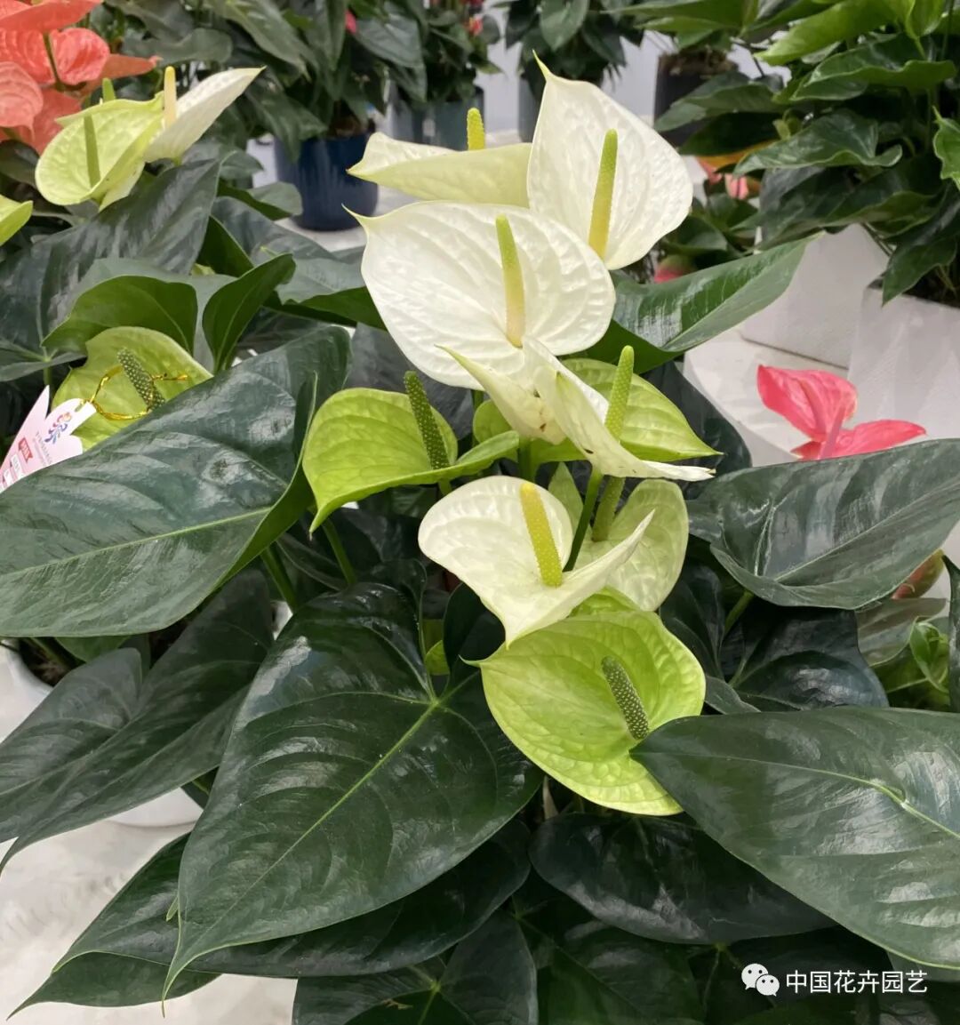 第十届花博会 | 花开盛世 福泽华夏——盆栽花卉专题展