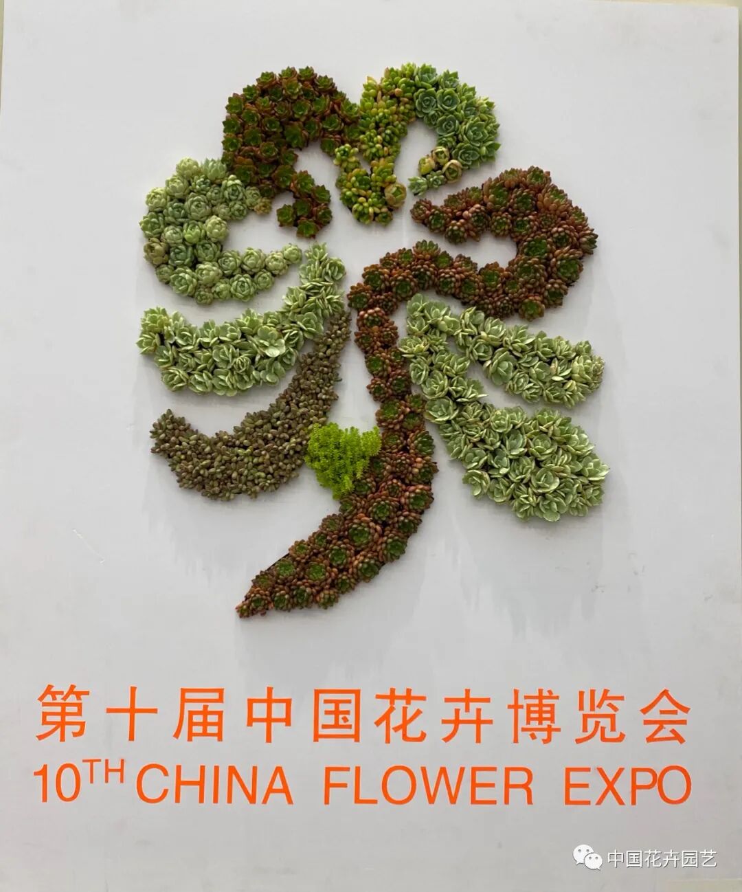第十届花博会 | 花开盛世 福泽华夏——盆栽花卉专题展