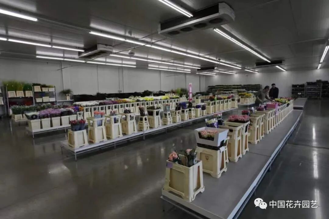 老张说花：分布式鲜花批发中心能否成为二级批发商的未来