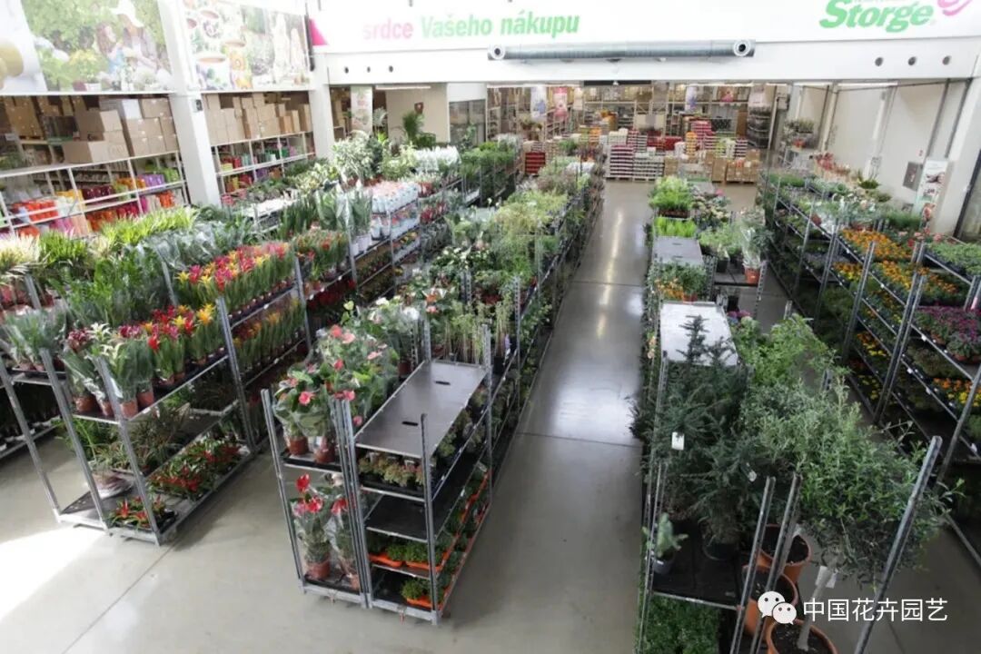 老张说花：分布式鲜花批发中心能否成为二级批发商的未来