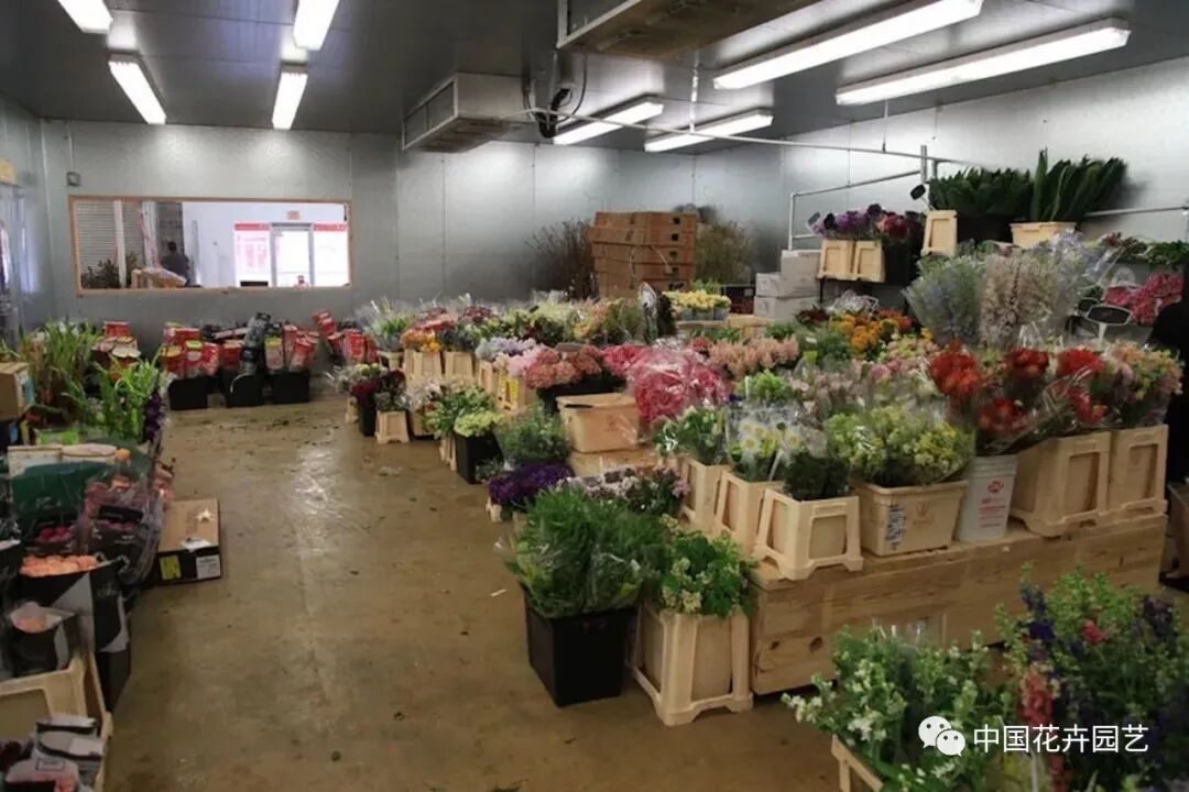 老张说花：分布式鲜花批发中心能否成为二级批发商的未来