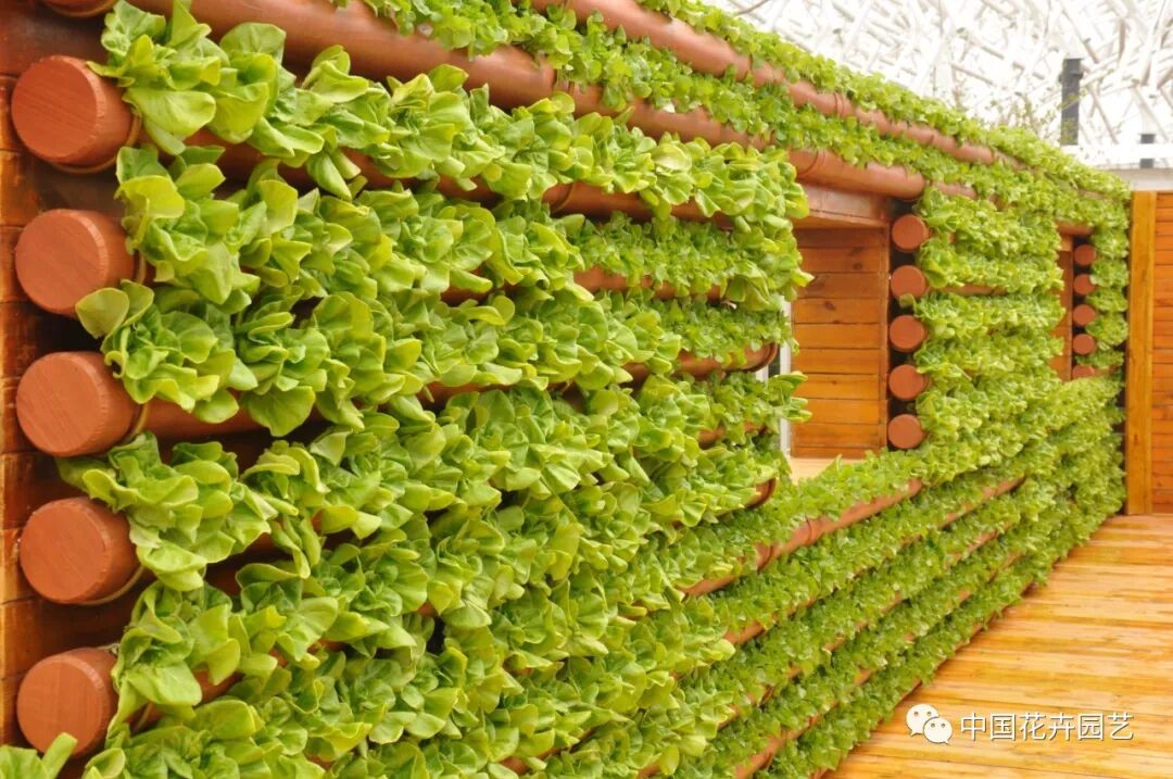 北京世园会 | AIPH展园“野园华亭”开园迎客