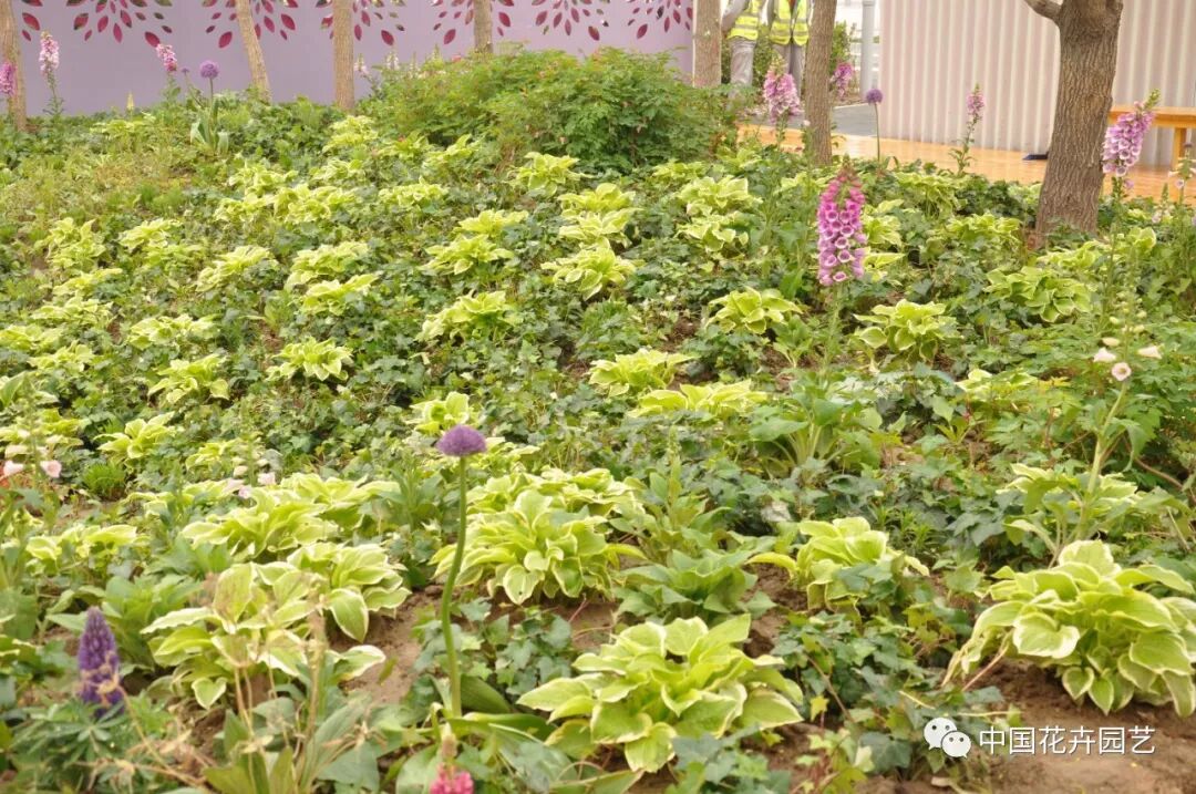 北京世园会 | AIPH展园“野园华亭”开园迎客