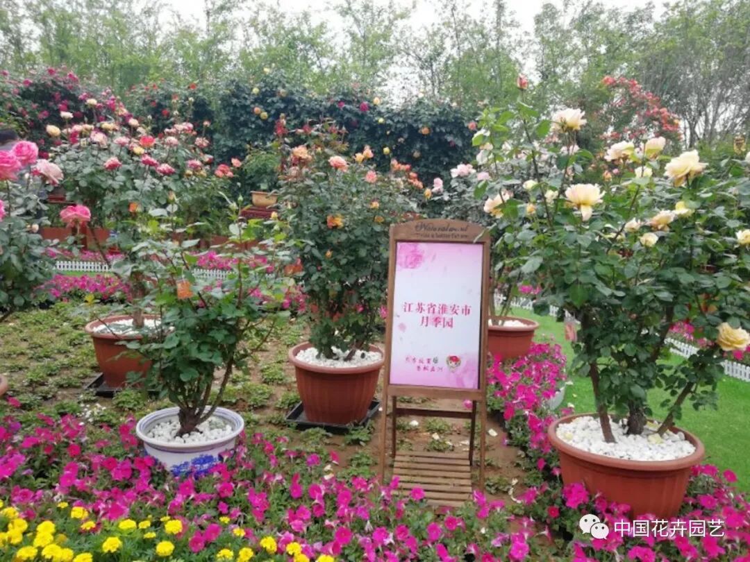 2019世界月季洲际大会暨第九届中国月季展开幕 | 动态