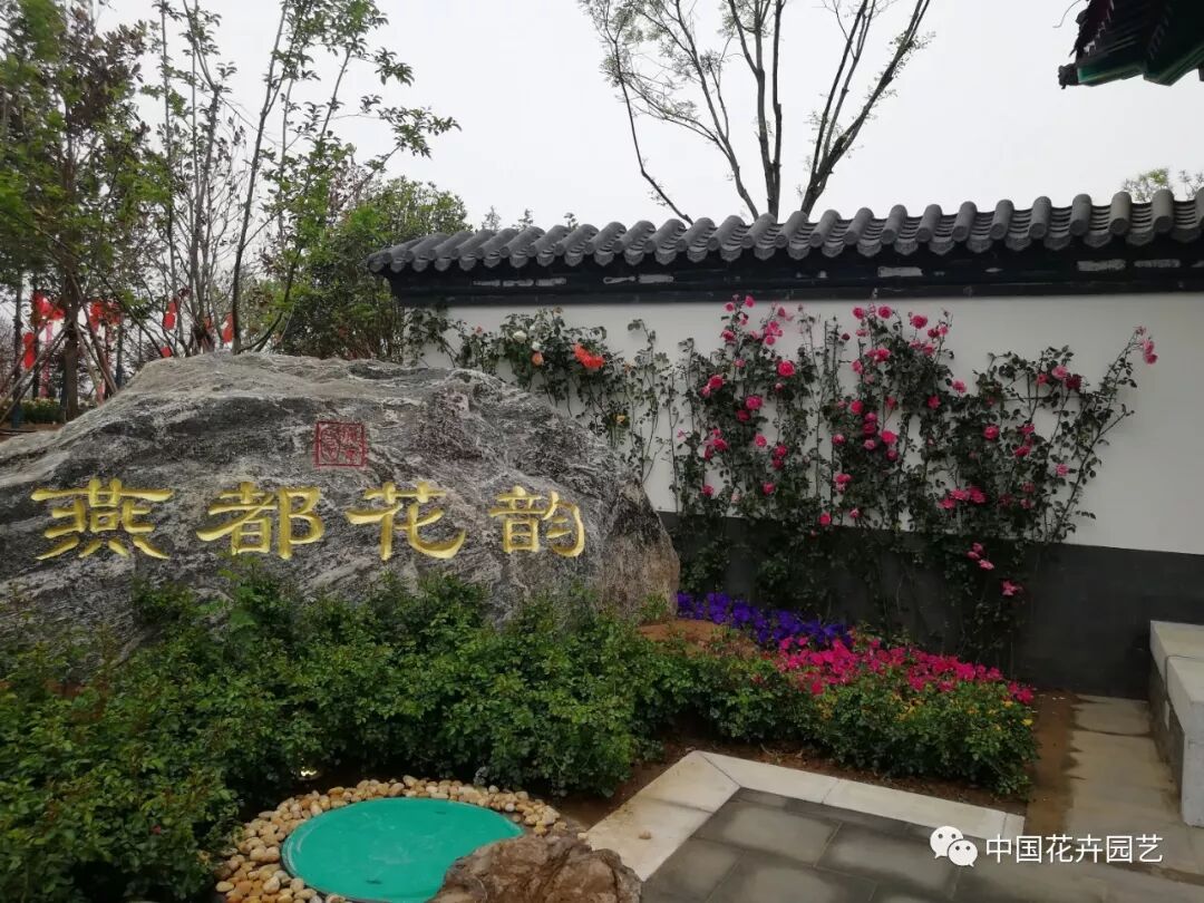 2019世界月季洲际大会暨第九届中国月季展开幕 | 动态