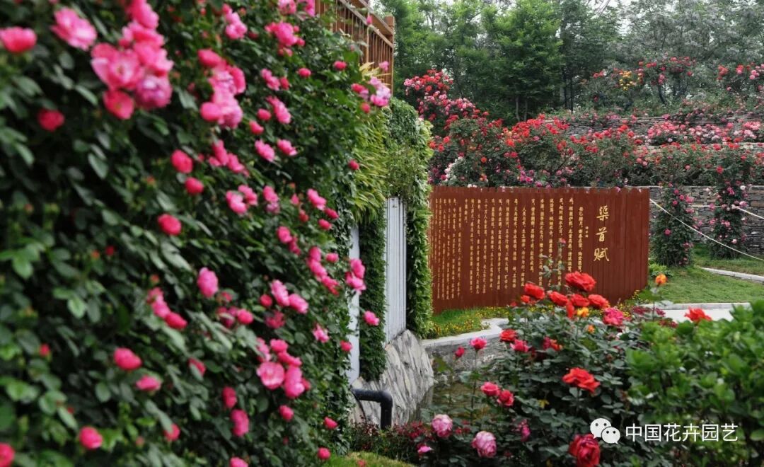 2019世界月季洲际大会暨第九届中国月季展开幕 | 动态