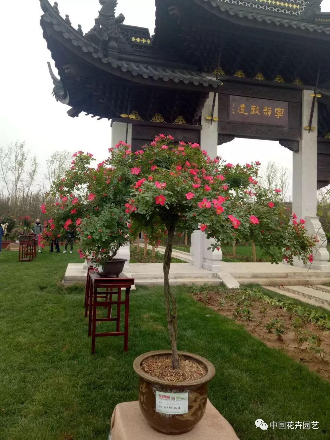 2019世界月季洲际大会暨第九届中国月季展开幕 | 动态