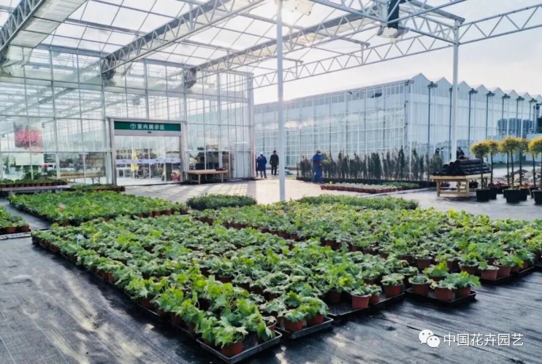 第十届花博会 | 迎花博2020上海崇明国际新优花卉品种展示会5月盛放