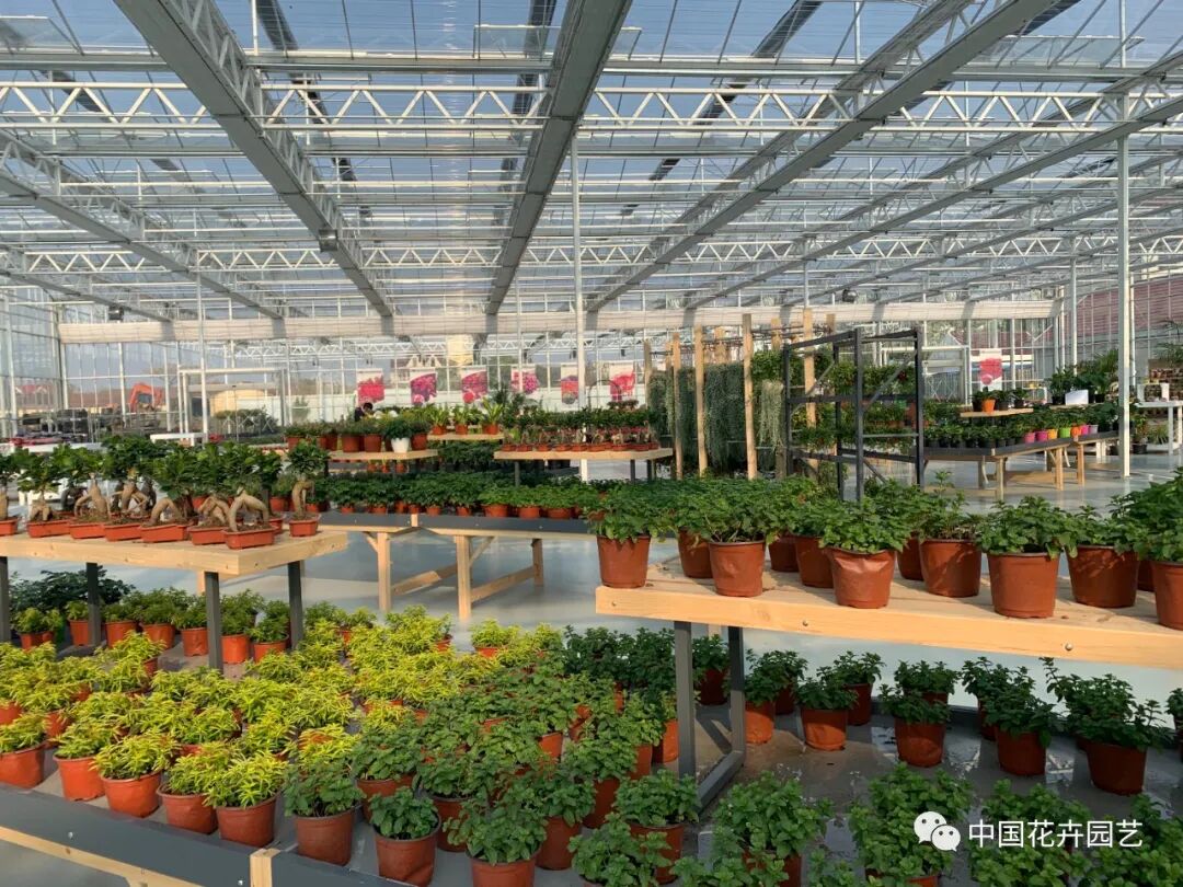 第十届花博会 | 迎花博2020上海崇明国际新优花卉品种展示会5月盛放