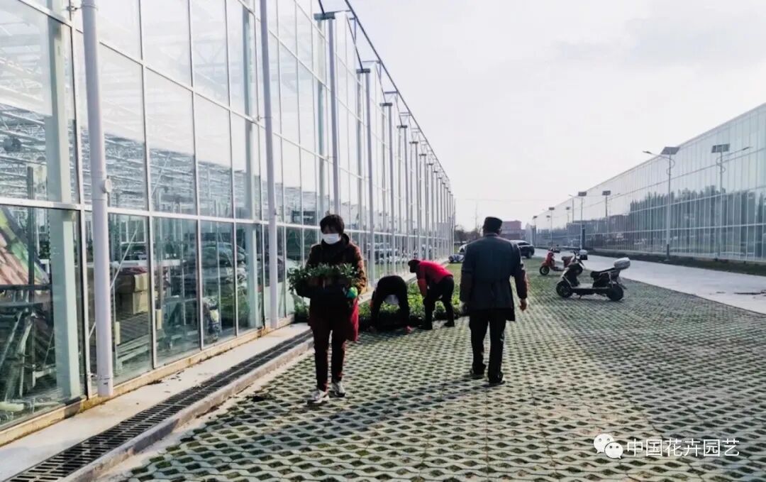 第十届花博会 | 迎花博2020上海崇明国际新优花卉品种展示会5月盛放