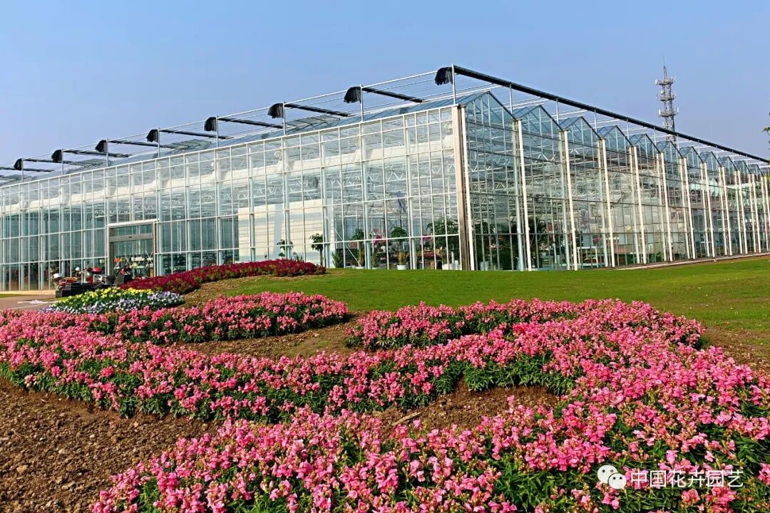 第十届花博会 | 迎花博2020上海崇明国际新优花卉品种展示会5月盛放