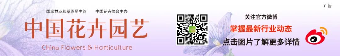 红蜡片怎么使用说说网红礼物——蜡封朱顶红 ｜ “花·礼”专题_https://www.jmylbn.com_新闻资讯_第16张
