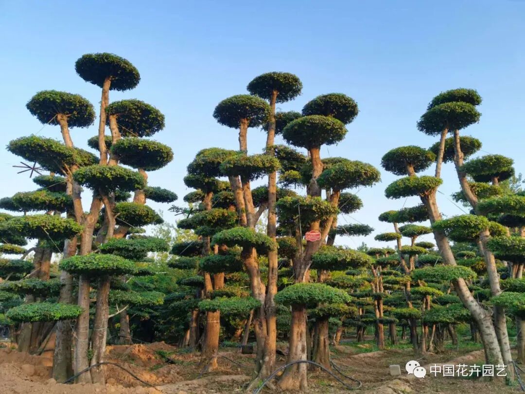 2020年中原花木交易博覽會云上開 | 動態(tài)