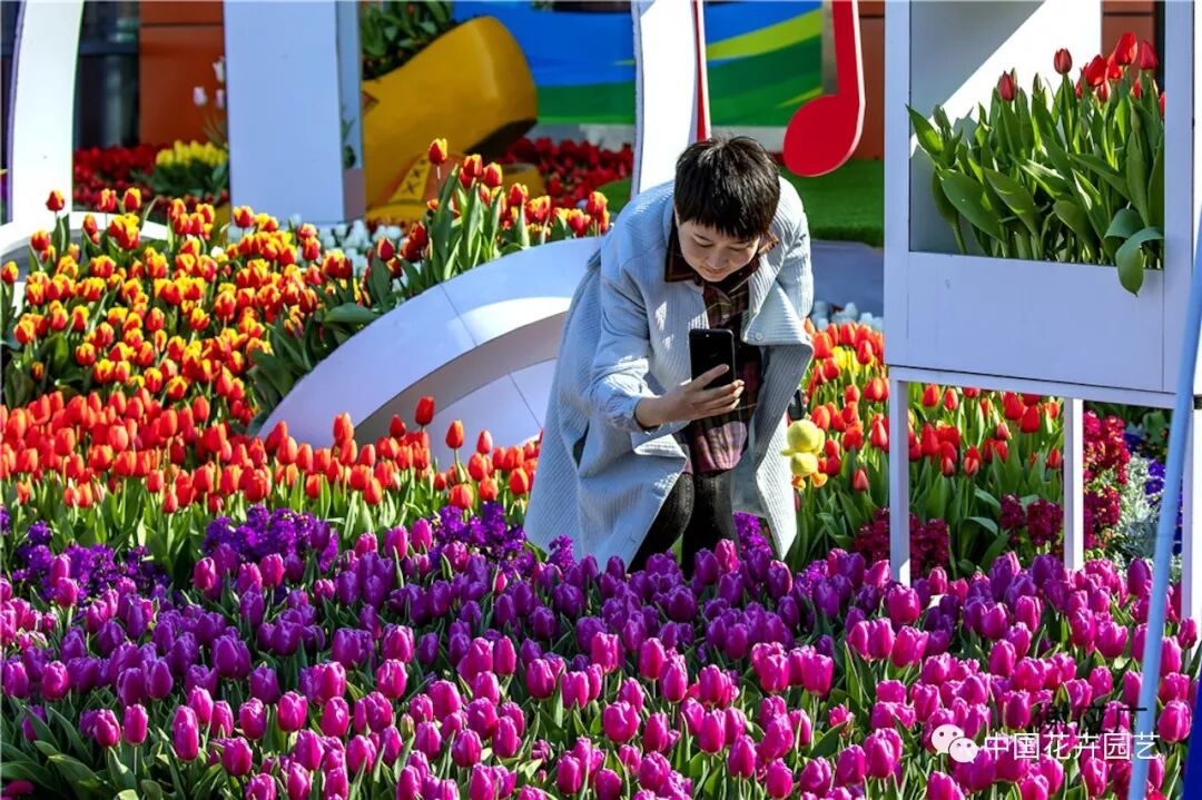 2019荷兰花海郁金香文化月活动启幕 | 动态