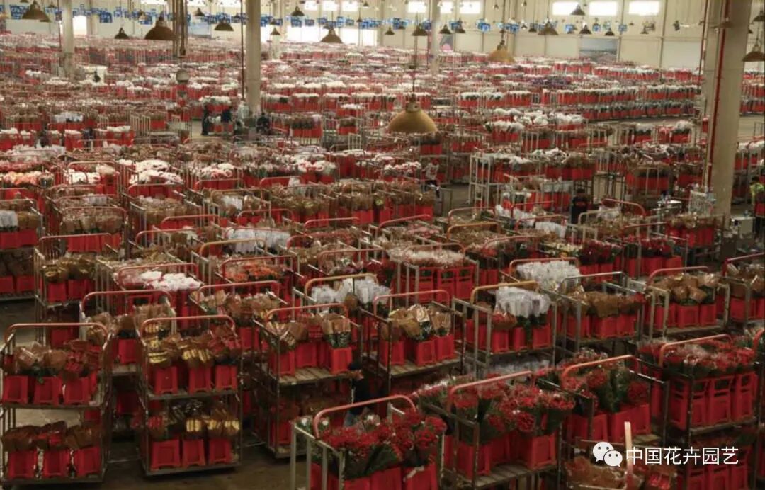 鲜切花产业的变与不变 | 2020全国花卉产销分析会