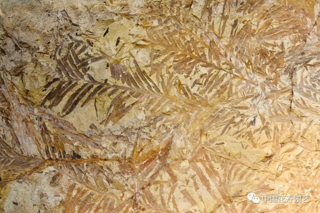 探秘北京世园会植物馆 提前领略“万花筒”的奥秘 | 动态