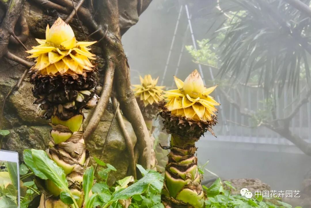 探秘北京世园会植物馆 提前领略“万花筒”的奥秘 | 动态
