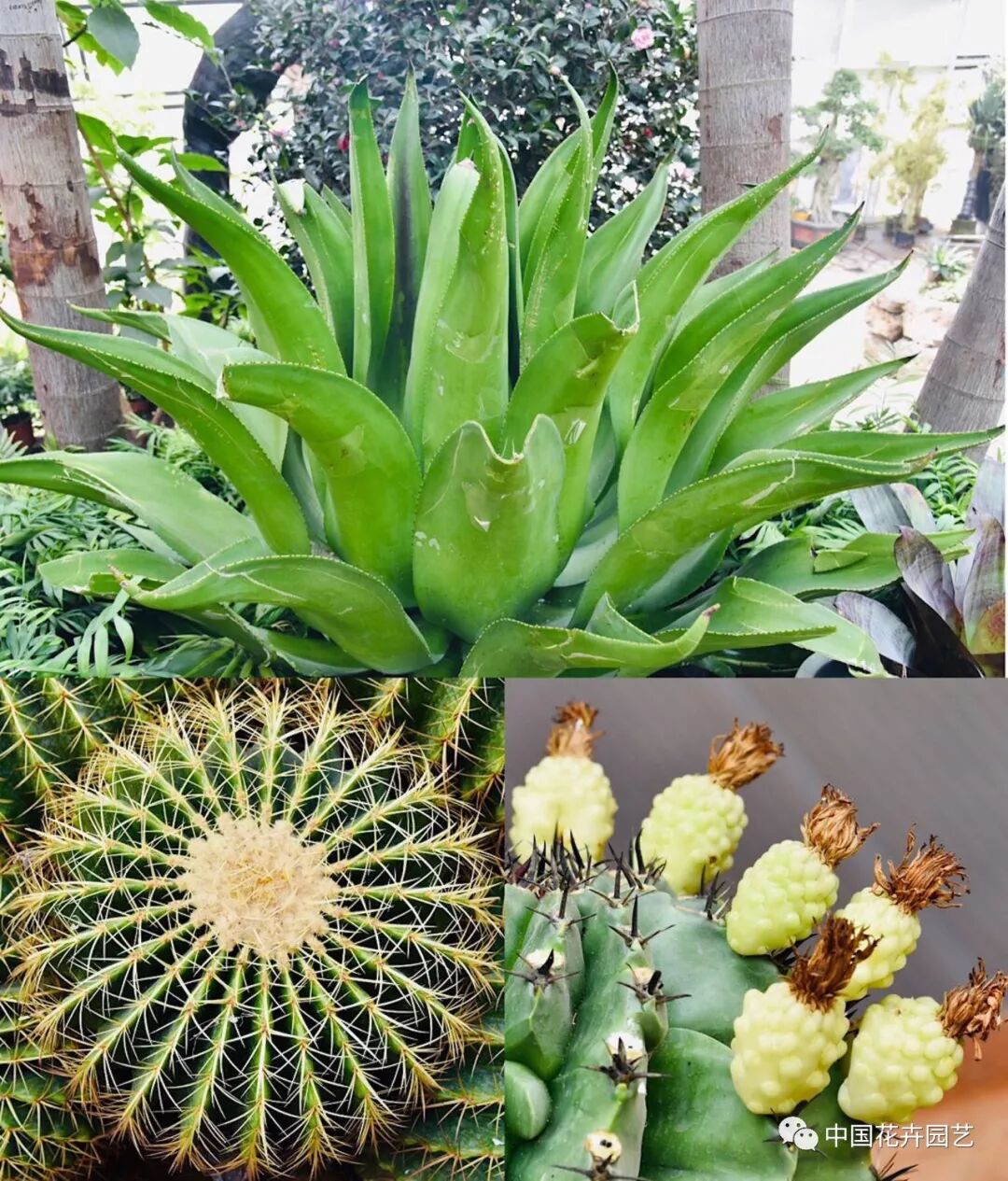 探秘北京世园会植物馆 提前领略“万花筒”的奥秘 | 动态