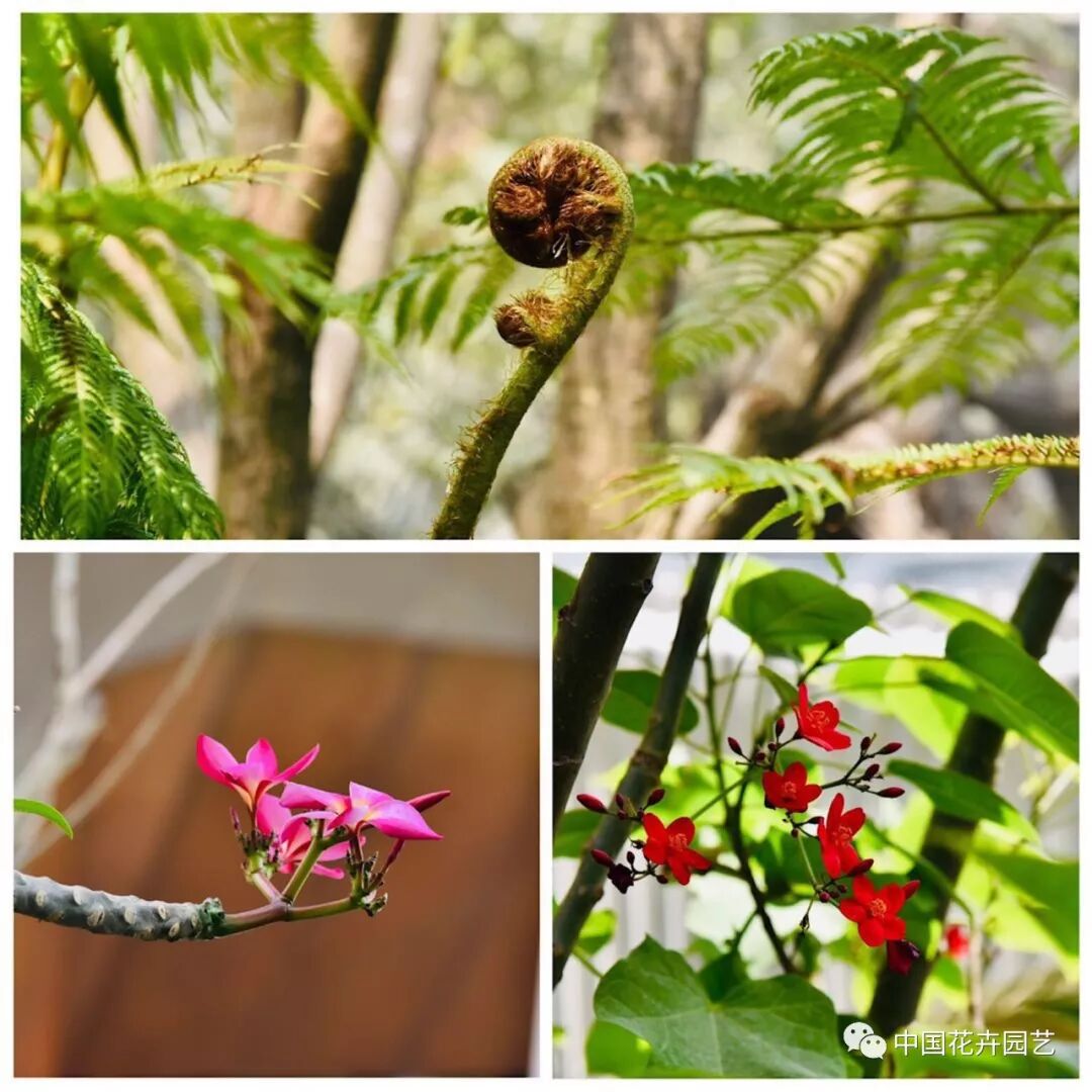 探秘北京世园会植物馆 提前领略“万花筒”的奥秘 | 动态