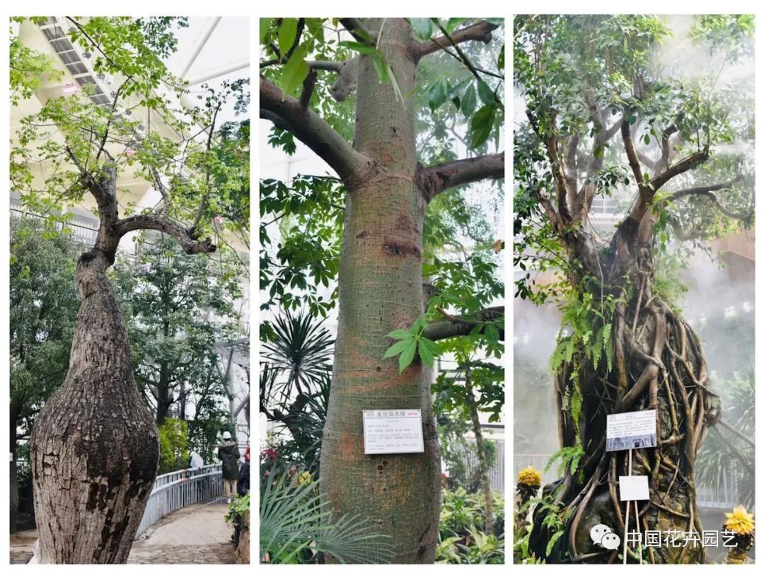 探秘北京世园会植物馆 提前领略“万花筒”的奥秘 | 动态