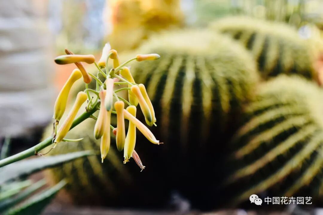 探秘北京世园会植物馆 提前领略“万花筒”的奥秘 | 动态