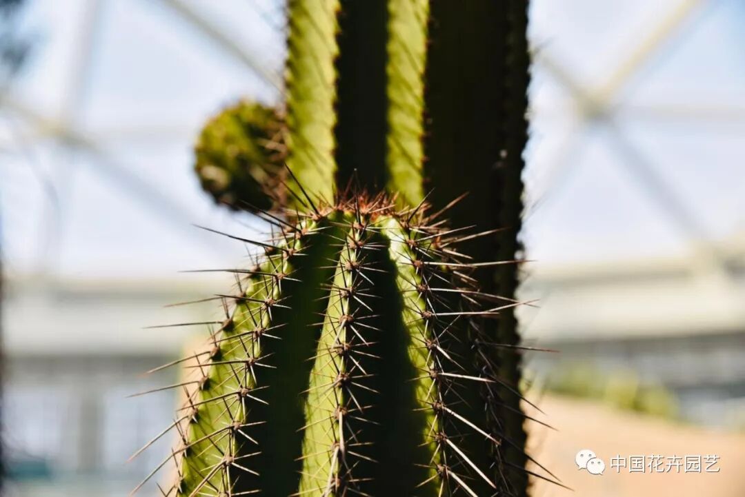 探秘北京世园会植物馆 提前领略“万花筒”的奥秘 | 动态