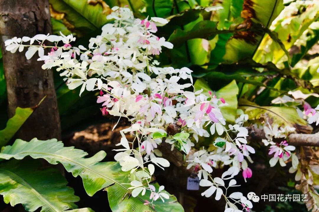 探秘北京世园会植物馆 提前领略“万花筒”的奥秘 | 动态