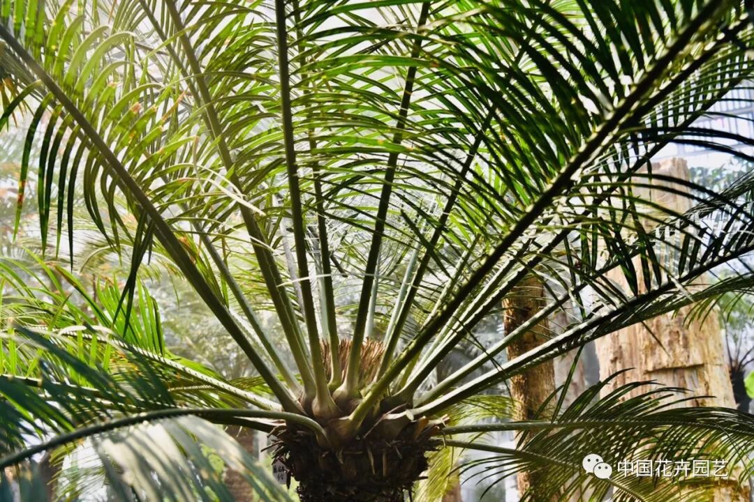 探秘北京世园会植物馆 提前领略“万花筒”的奥秘 | 动态