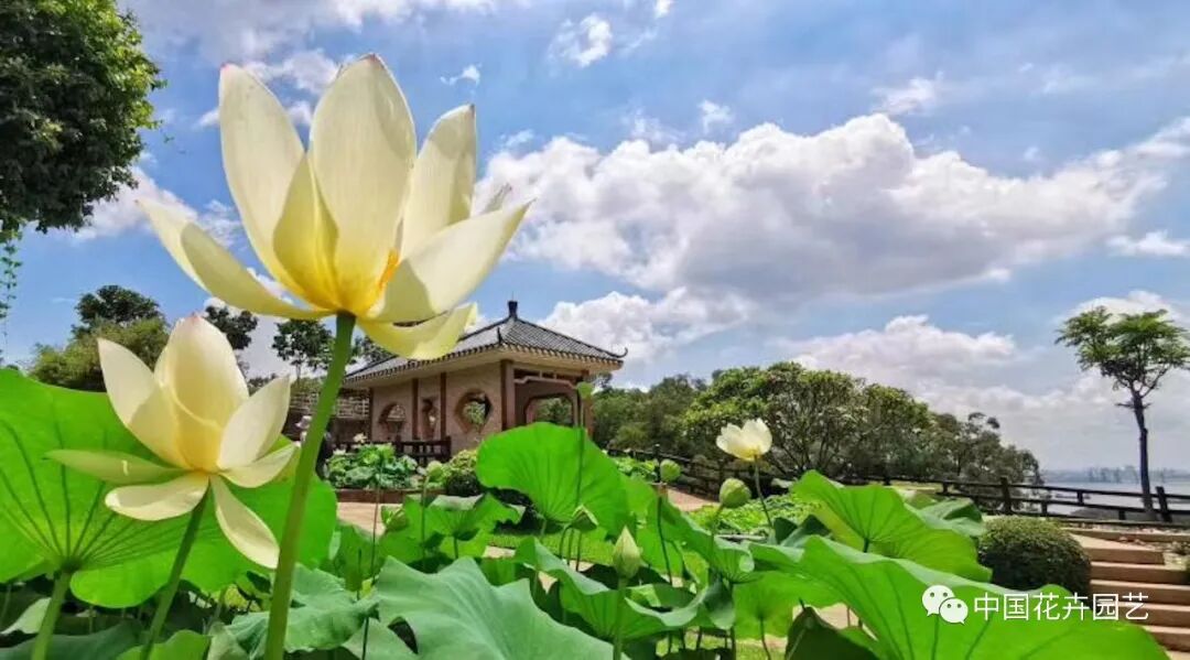 六月莲荷艳 番禺莲花山赏新景——第34届全国荷花展览