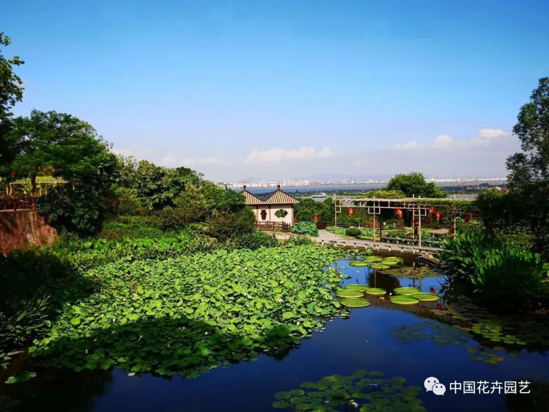 六月莲荷艳 番禺莲花山赏新景——第34届全国荷花展览