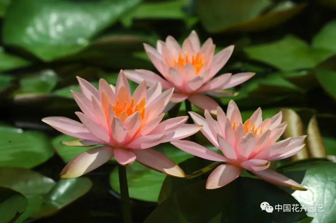 六月莲荷艳 番禺莲花山赏新景——第34届全国荷花展览