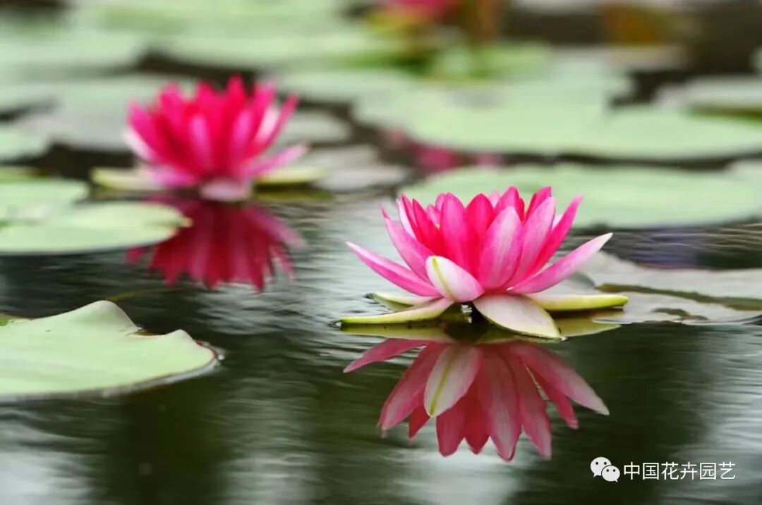 六月莲荷艳 番禺莲花山赏新景——第34届全国荷花展览