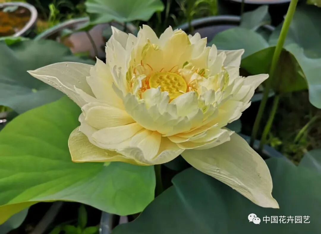 六月莲荷艳 番禺莲花山赏新景——第34届全国荷花展览