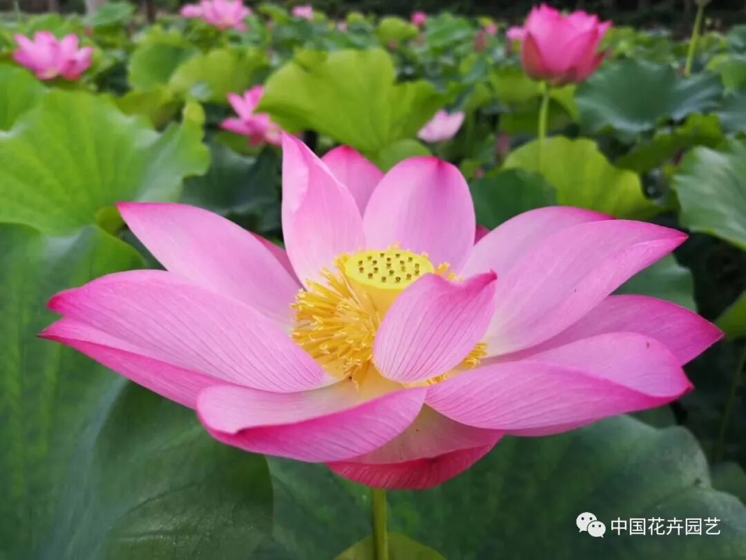 六月莲荷艳 番禺莲花山赏新景——第34届全国荷花展览