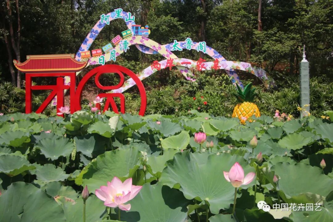 六月莲荷艳 番禺莲花山赏新景——第34届全国荷花展览