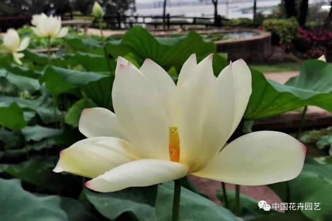 六月莲荷艳 番禺莲花山赏新景——第34届全国荷花展览