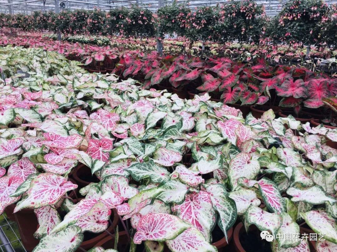 第十届花博会 | 花博会花卉储备工作取得阶段性成果