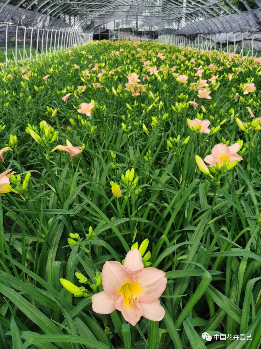 第十届花博会 | 花博会花卉储备工作取得阶段性成果