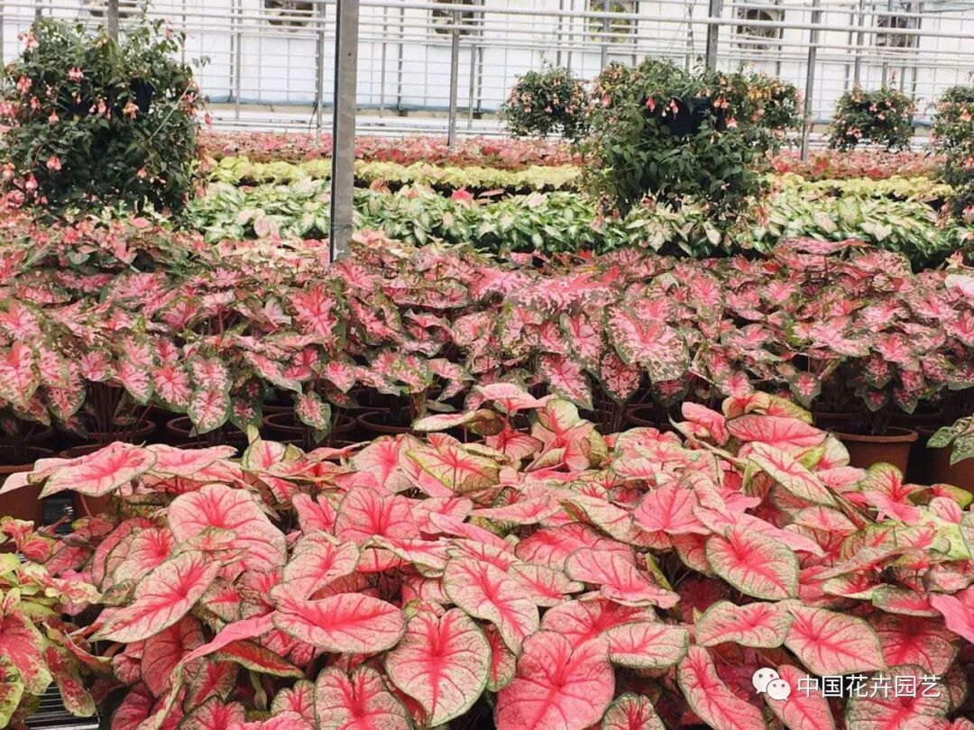 第十届花博会 | 花博会花卉储备工作取得阶段性成果