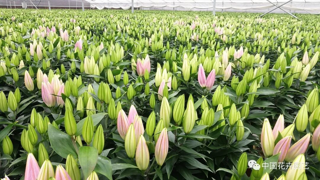 第十届花博会 | 花博会花卉储备工作取得阶段性成果