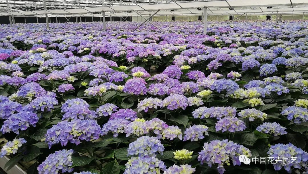 第十届花博会 | 花博会花卉储备工作取得阶段性成果