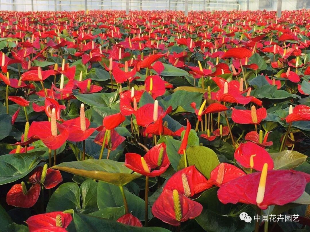 第十届花博会 | 花博会花卉储备工作取得阶段性成果