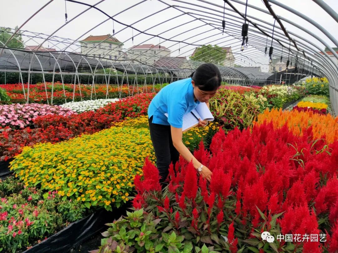 第十届花博会 | 花博会花卉储备工作取得阶段性成果