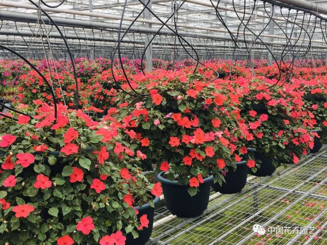 第十届花博会 | 花博会花卉储备工作取得阶段性成果